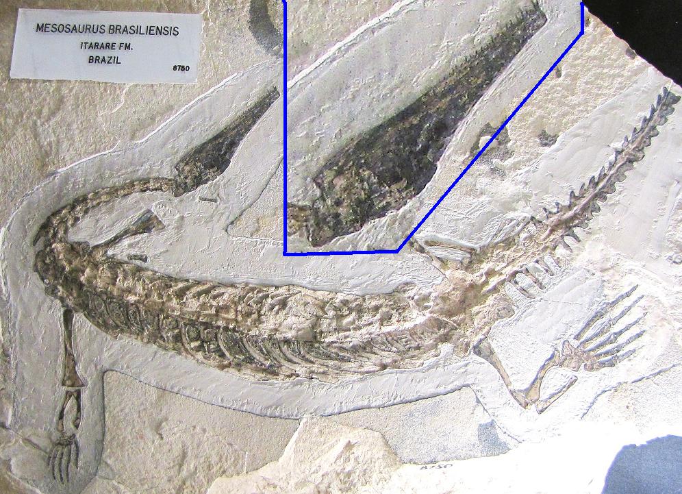   (Mesosaurus Brasiliensis)