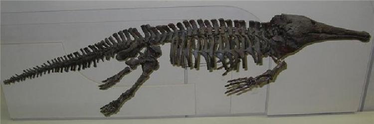   (platyoposaurus) 