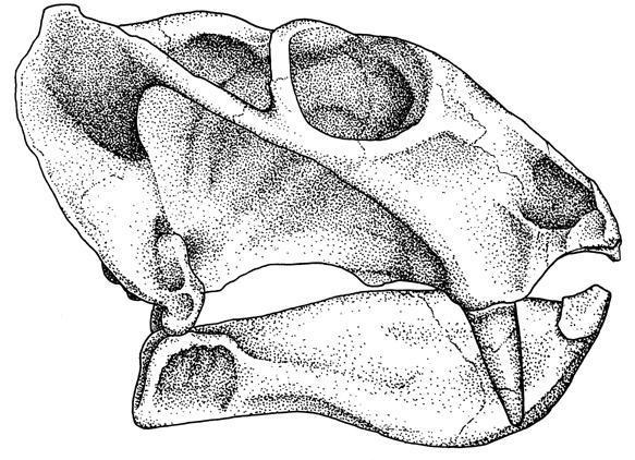   (Dicynodon) 