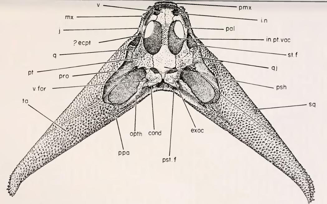  Diplocaulus 