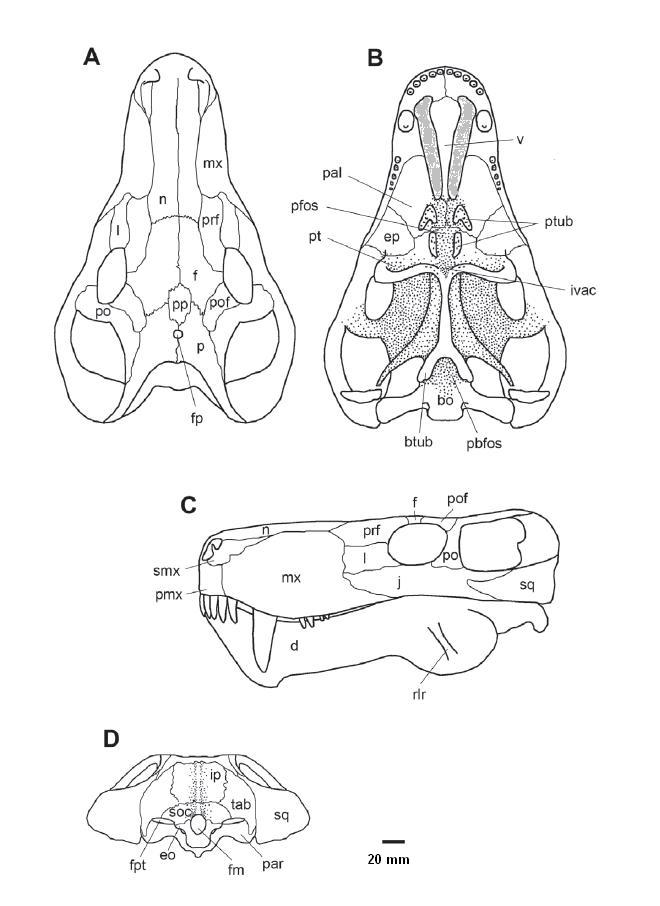  Gorgonops torvus