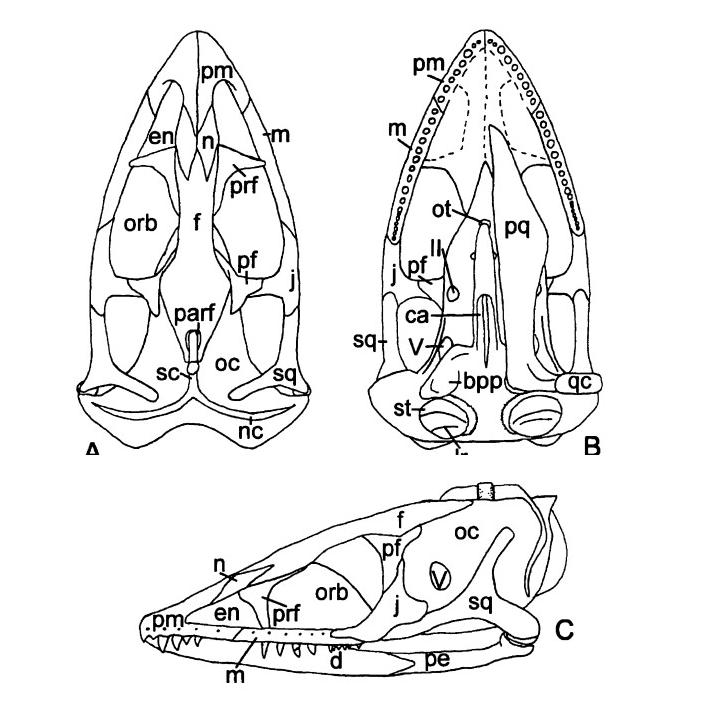  phlegethontia 